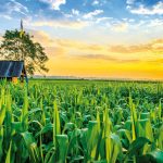 Làm giàu từ nông nghiệp, 6 điều giúp nhà nông “cất cánh” thành công