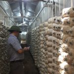 Khởi nghiệp với mô hình trồng nấm bào ngư – nông dân kiếm bộn tiền