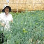 Ý tưởng trồng Rau mùi bằng Nhật ký thu về 1 tỷ trong 1 năm