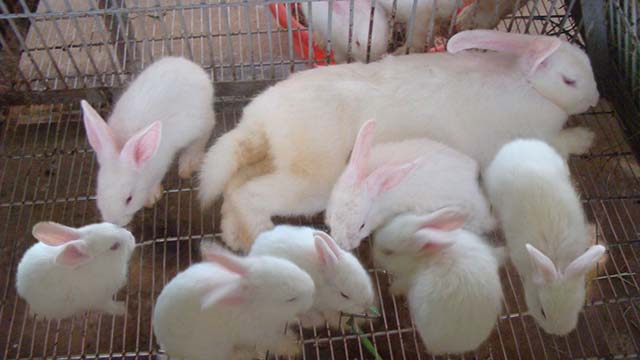 Phương án Thu 50 triệu 1 tháng từ Thỏ trắng, cho Thỏ ăn cám công nghiệp