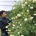 Vườn Hồng đẹp mê ly, mô hình với Hoa Hồng thu về 500 triệu trong 6 tháng
