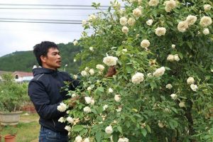 Vườn Hồng đẹp mê ly, mô hình với Hoa Hồng thu về 500 triệu trong 6 tháng