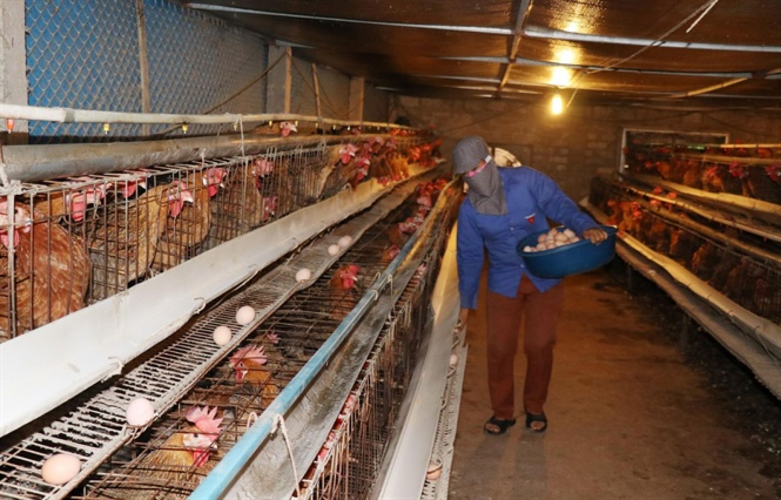 Làm giàu từ nông nghiệp: Mô hình nuôi gà kiểu mới (thu riêng tiền lãi 1 tỷ/ năm)