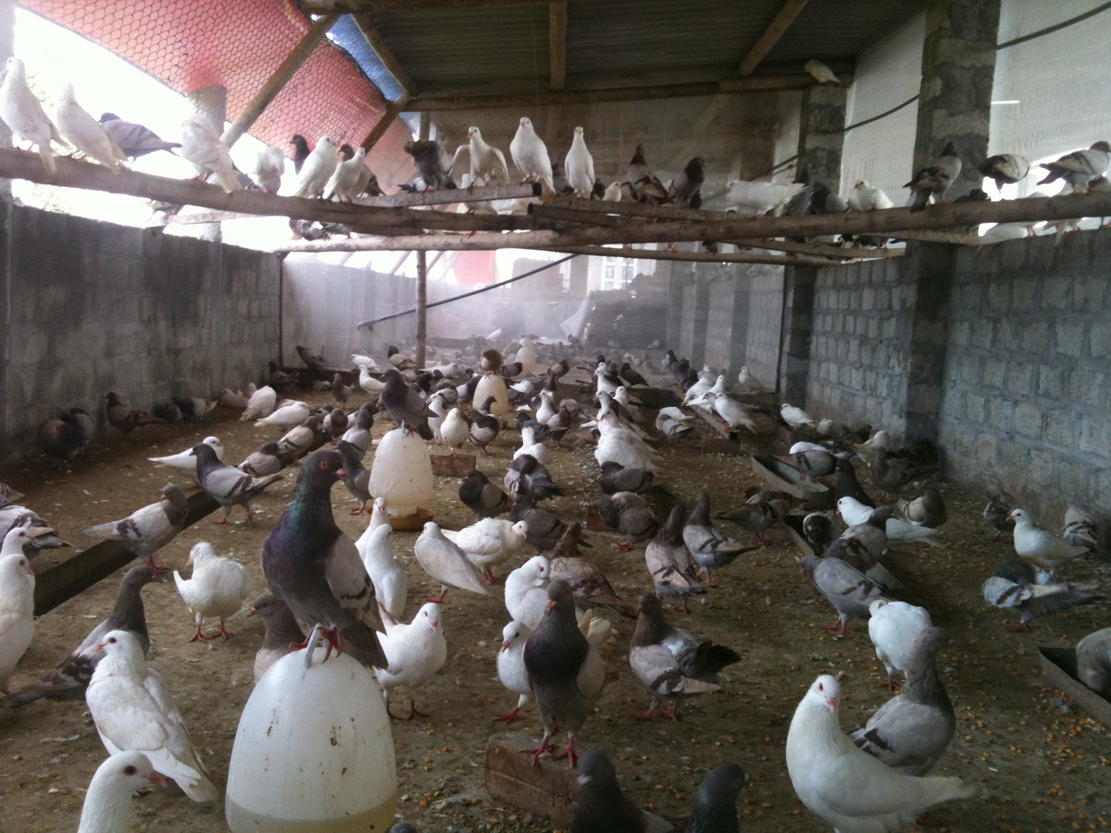 Làm giàu từ nông nghiệp: Mỗi tháng kiếm 30 triệu với Chim