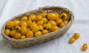 Mô hình trồng Cà chua, chỉ tính tiền lãi là 100 triệu 1 tháng (ở Lâm Đồng)