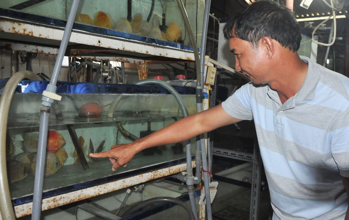 Ý tưởng nuôi cá cảnh kiếm 3 tỷ 1 năm, được Thủ Tướng 2 lần tặng bằng khen