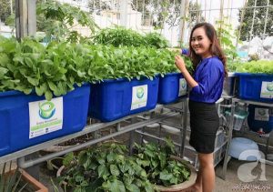 Hệ thống trồng rau sạch thu 2 tỷ mỗi tháng (ý tưởng tại Sài Gòn)