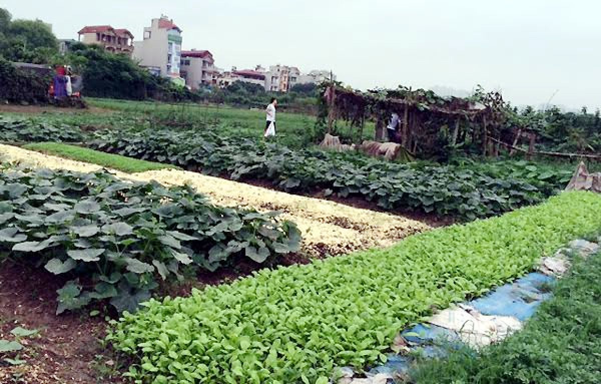 Cách kiếm tiền bằng cho thuê đất trồng rau ở Ngoại thành