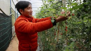 Mô hình làm giàu ở nông thôn: Cà chua sinh học ( đáp ứng xu hướng đồ ăn sạch)