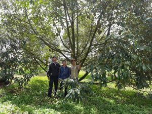 Mô hình trồng Sầu riêng 400 cây thu 2 tỷ/năm