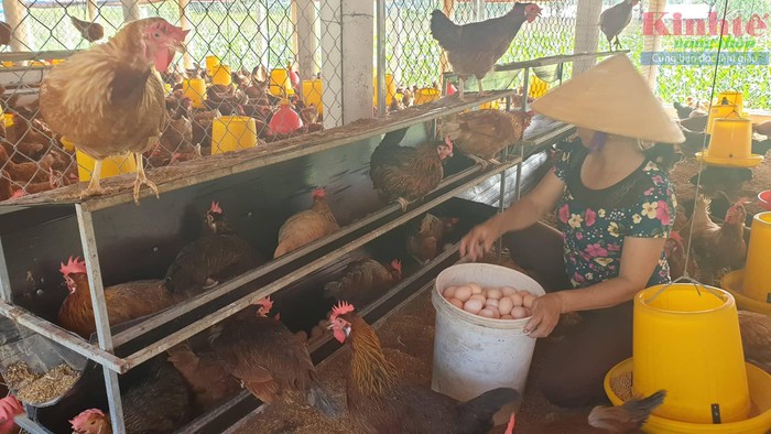 Mô hình nuôi gà để lấy trứng, thu về hơn 100 triệu
