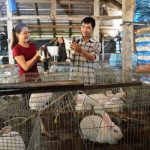 Ý tưởng làm giàu từ nông nghiệp: Trồng măng tây và nuôi thỏ, sau một năm thu hoạch lợi nhuận